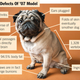 Illustration for article titled Dog Breeders Issue Massive Recall Of '07 Pugs